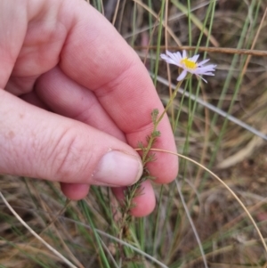 Brachyscome rigidula at Bungendore, NSW - 5 Nov 2023