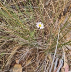 Brachyscome rigidula at Bungendore, NSW - 5 Nov 2023