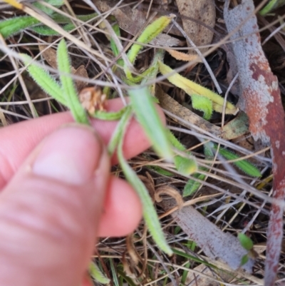 Coronidium scorpioides (Button Everlasting) at Bungendore, NSW - 5 Nov 2023 by clarehoneydove
