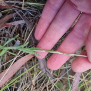 Coronidium scorpioides at Bungendore, NSW - 5 Nov 2023