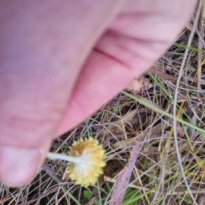 Coronidium scorpioides at Bungendore, NSW - 5 Nov 2023