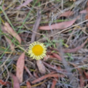 Coronidium scorpioides at Bungendore, NSW - 5 Nov 2023