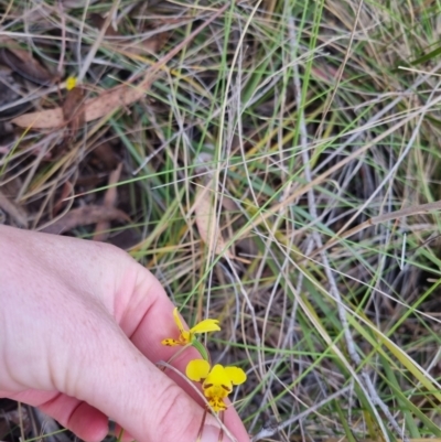 Diuris sulphurea (Tiger Orchid) at Bungendore, NSW - 5 Nov 2023 by clarehoneydove