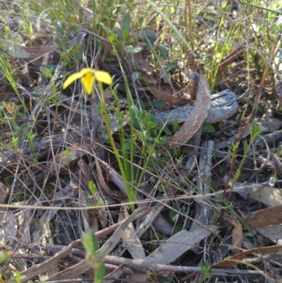 Diuris chryseopsis (Golden Moth) at Kaleen, ACT - 24 Sep 2023 by RobynHall