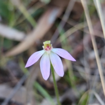 Caladenia carnea (Pink Fingers) at Crace, ACT - 24 Sep 2023 by RobynHall