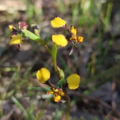 Diuris pardina (Leopard Doubletail) at Crace, ACT - 24 Sep 2023 by RobynHall