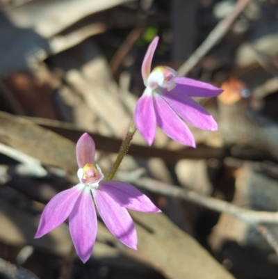 Caladenia carnea (Pink Fingers) at Crace, ACT - 24 Sep 2023 by RobynHall