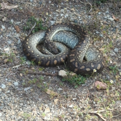 Morelia spilota at Pallarenda, QLD - 25 Aug 2023 by RobynHall