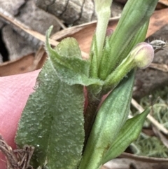 Pseuderanthemum variabile (Pastel Flower) at Kangaroo Valley, NSW - 5 Nov 2023 by lbradley