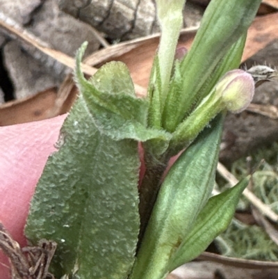 Pseuderanthemum variabile (Pastel Flower) at Kangaroo Valley, NSW - 5 Nov 2023 by lbradley