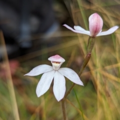 Caladenia alpina (Mountain Caps) at Namadgi National Park - 4 Nov 2023 by RobynHall