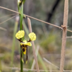 Diuris sulphurea at Rendezvous Creek, ACT - 5 Nov 2023