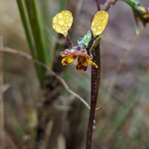 Diuris semilunulata at Rendezvous Creek, ACT - suppressed