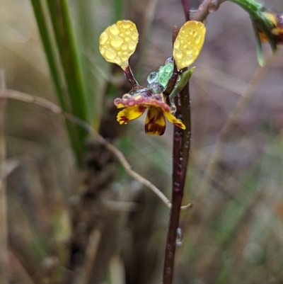 Diuris semilunulata (Late Leopard Orchid) at Namadgi National Park - 4 Nov 2023 by RobynHall