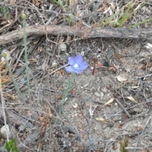 Linum marginale at Tuggeranong, ACT - 5 Nov 2023