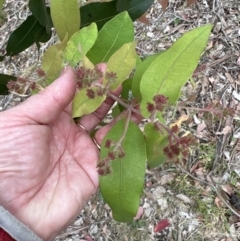 Angophora floribunda (Apple, Rough-barked Apple) at Kangaroo Valley, NSW - 5 Nov 2023 by lbradley