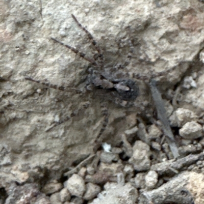 Lycosidae (family) at Kangaroo Valley, NSW - 5 Nov 2023 by lbradley