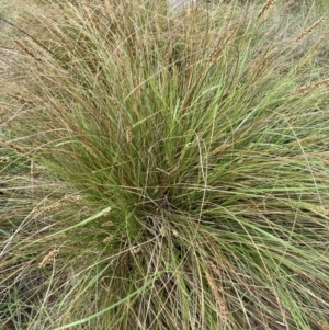 Carex appressa at Bruce, ACT - 5 Nov 2023