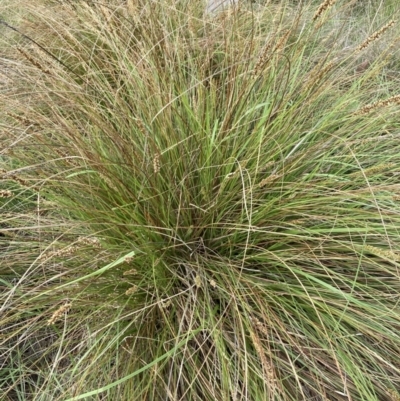 Carex appressa (Tall Sedge) at Flea Bog Flat, Bruce - 5 Nov 2023 by lyndallh