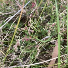 Gonocarpus tetragynus (Common Raspwort) at Flea Bog Flat, Bruce - 5 Nov 2023 by lyndallh