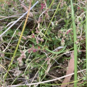 Gonocarpus tetragynus at Bruce, ACT - 5 Nov 2023