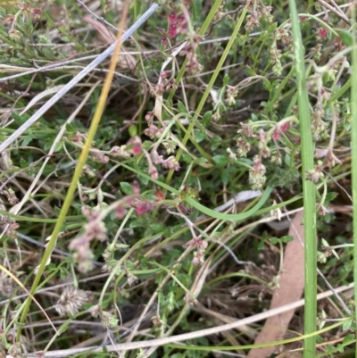 Gonocarpus tetragynus (Common Raspwort) at Bruce Ridge to Gossan Hill - 5 Nov 2023 by lyndallh