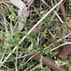 Gonocarpus tetragynus at Bruce, ACT - 5 Nov 2023