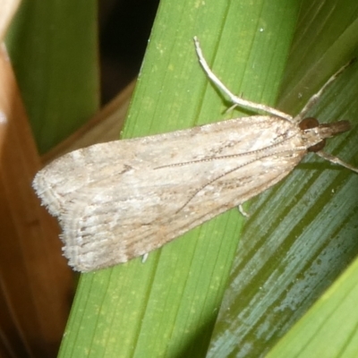 Eudonia cleodoralis (A Crambid moth) at Mongarlowe River - 5 Nov 2023 by arjay