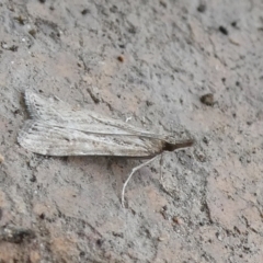 Eudonia cleodoralis at Charleys Forest, NSW - 5 Nov 2023