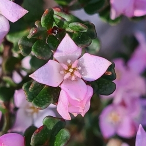 Boronia algida at Cotter River, ACT - suppressed