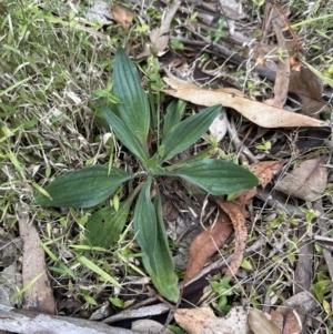 Plantago debilis at Kangaroo Valley, NSW - 5 Nov 2023 06:56 PM