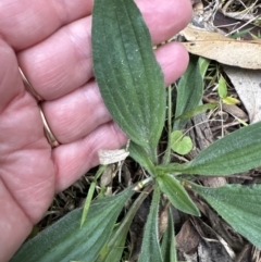 Plantago debilis at Kangaroo Valley, NSW - 5 Nov 2023 06:56 PM
