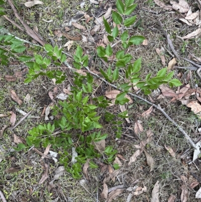 Melia azedarach (White Cedar) at Kangaroo Valley, NSW - 5 Nov 2023 by lbradley