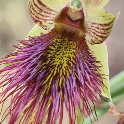 Calochilus paludosus (Strap Beard Orchid) at Congo, NSW - 25 Oct 2021 by Steve818