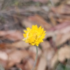 Leucochrysum albicans subsp. albicans at Mount Fairy, NSW - 5 Nov 2023 07:11 PM