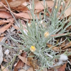 Leucochrysum albicans subsp. albicans at Mount Fairy, NSW - 5 Nov 2023 07:11 PM