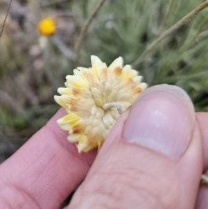 Leucochrysum albicans subsp. albicans at Mount Fairy, NSW - 5 Nov 2023 07:11 PM