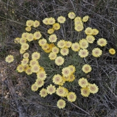 Leucochrysum albicans subsp. albicans at Mount Fairy, NSW - 5 Nov 2023 07:11 PM