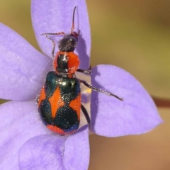 Dicranolaius villosus (Melyrid flower beetle) at Blue Gum Point to Attunga Bay - 3 Nov 2023 by ConBoekel