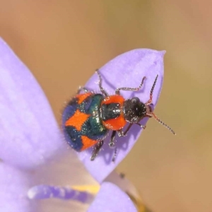 Dicranolaius villosus at Yarralumla, ACT - 3 Nov 2023 01:11 PM