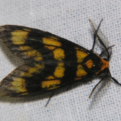 Asura bipars (Asura bipars) at Sheldon, QLD - 30 Oct 2007 by PJH123