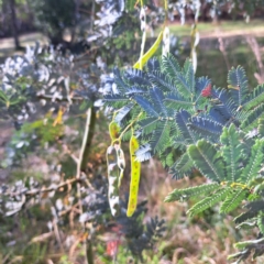 Acacia baileyana (Cootamundra Wattle, Golden Mimosa) at Evatt, ACT - 5 Nov 2023 by abread111