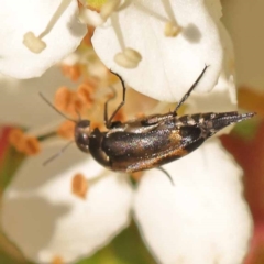 Mordellidae (family) (Unidentified pintail or tumbling flower beetle) at Yarralumla, ACT - 3 Nov 2023 by ConBoekel