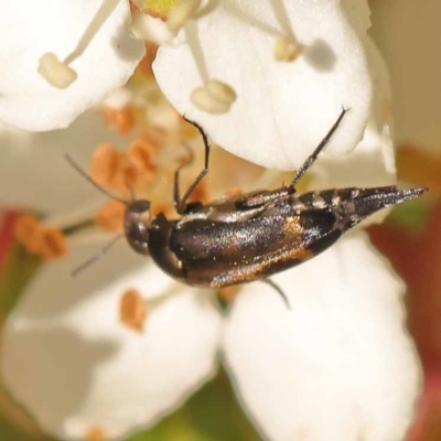 Mordellidae (family) (Unidentified pintail or tumbling flower beetle) at Yarralumla, ACT - 3 Nov 2023 by ConBoekel