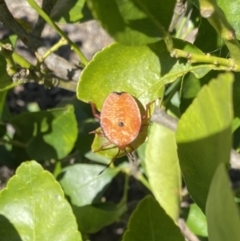 Musgraveia sulciventris (Bronze Orange Bug) at Wanniassa, ACT - 18 Oct 2023 by jks