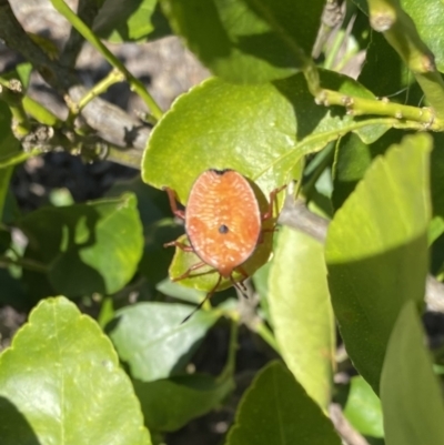 Musgraveia sulciventris (Bronze Orange Bug) at Wanniassa, ACT - 18 Oct 2023 by jksmits