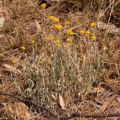 Chrysocephalum apiculatum (Common Everlasting) at Yarralumla, ACT - 3 Nov 2023 by ConBoekel