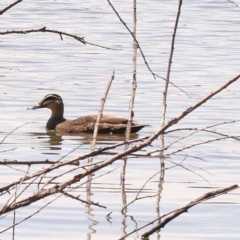 Anas superciliosa (Pacific Black Duck) at Blue Gum Point to Attunga Bay - 3 Nov 2023 by ConBoekel