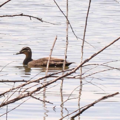 Anas superciliosa (Pacific Black Duck) at Yarralumla, ACT - 3 Nov 2023 by ConBoekel