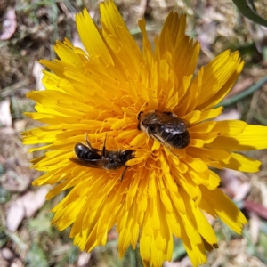 Lasioglossum (Chilalictus) lanarium at Croke Place Grassland (CPG) - 5 Nov 2023